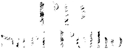 PelhoDesign